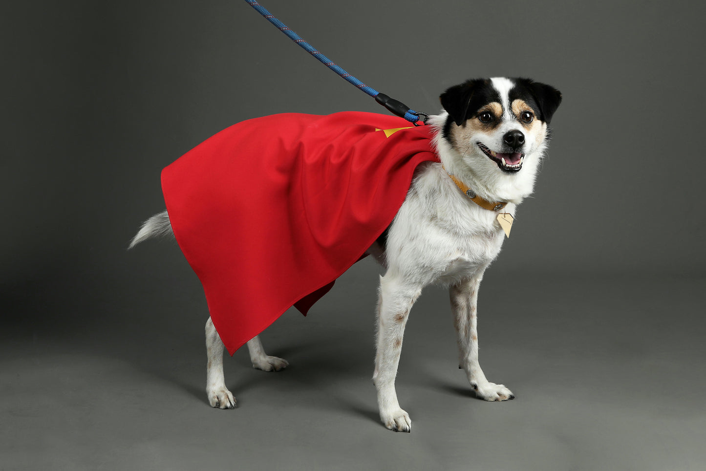 Superman Krypto the Superdog Cosplay Costume | DC Outfit