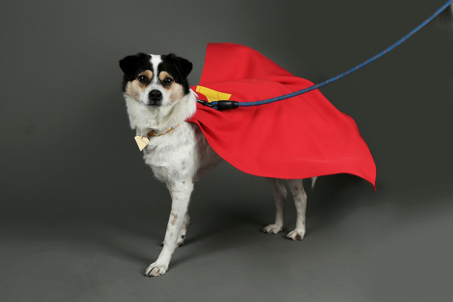 Superman Krypto the Superdog Cosplay Costume | DC Outfit