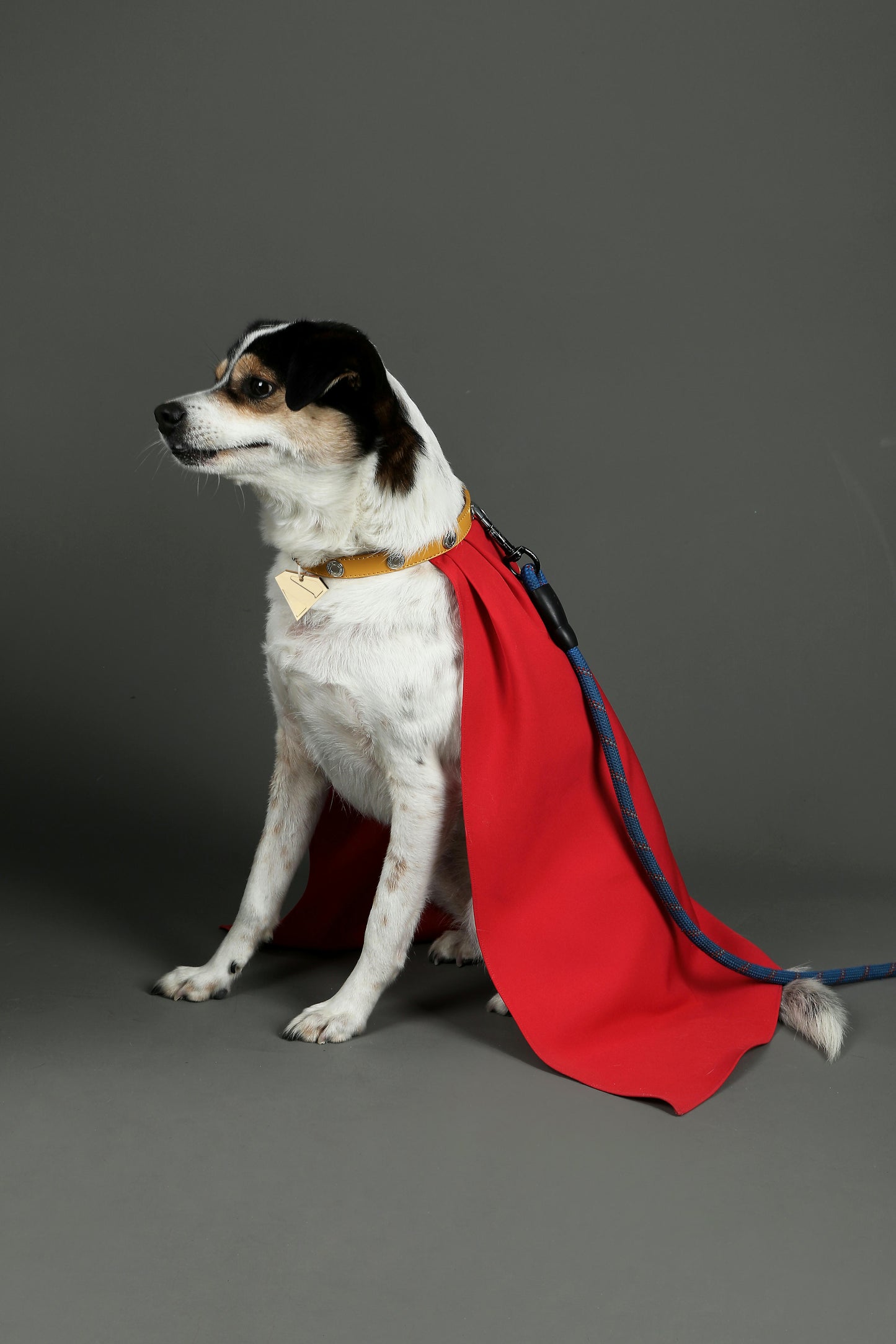 Superman Krypto the Superdog Cosplay Costume | DC Outfit